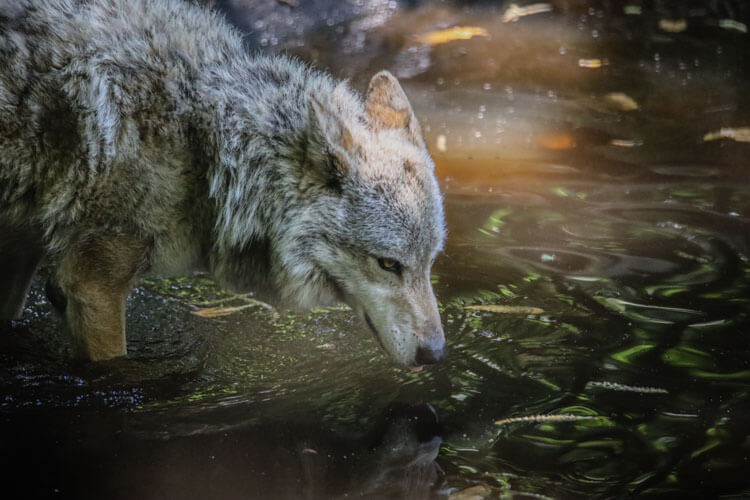 A gray wolf drinks water from a pond in the Parc Animalier des Monts de Guéret