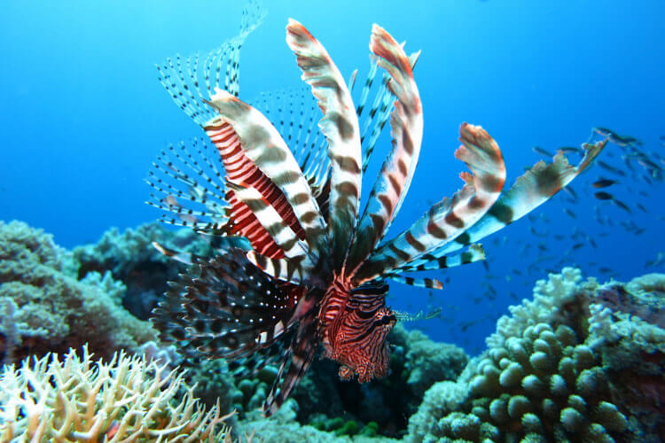 A lionfish is captured swimming on a coral reef