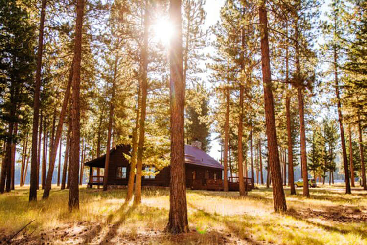 A log cabin surrounded by tall pine trees at Paws Up Resort Montana