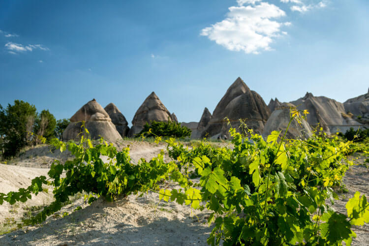 Grape vines grow with fairy chimneys in the distance in Cappadocia, Turkey