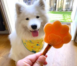 Coco the Samoyed gets ready to eat a homemade cantaloupe pupsicle with an edible meat stick