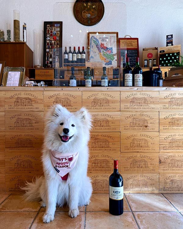 Coco the Samoyed poses with a bottle of wine at Château Cantenac in Saint-Émilion, France