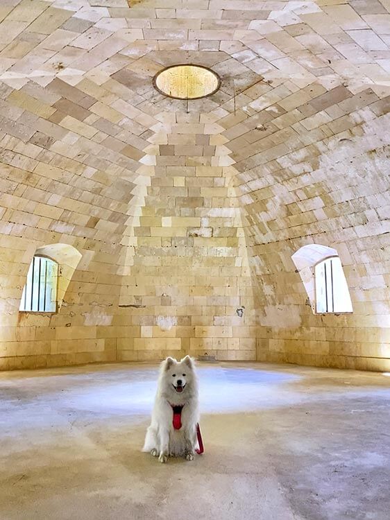 Coco the Samoyed sits to pose in the bastion at Fort Liédot on Île d'Aix