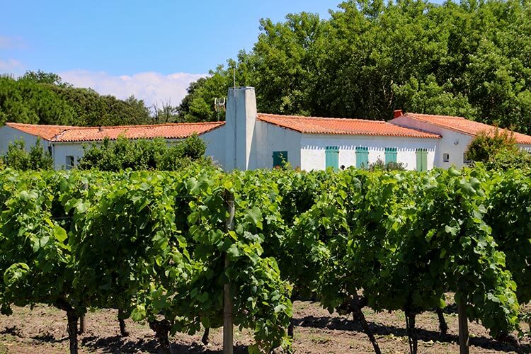 A single plot of grape vines on Île d'Aix