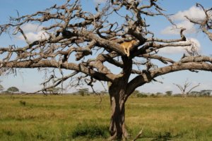 A lionness sleeps up on the branches of a tree in Queen Elizabeth National Park in Uganda
