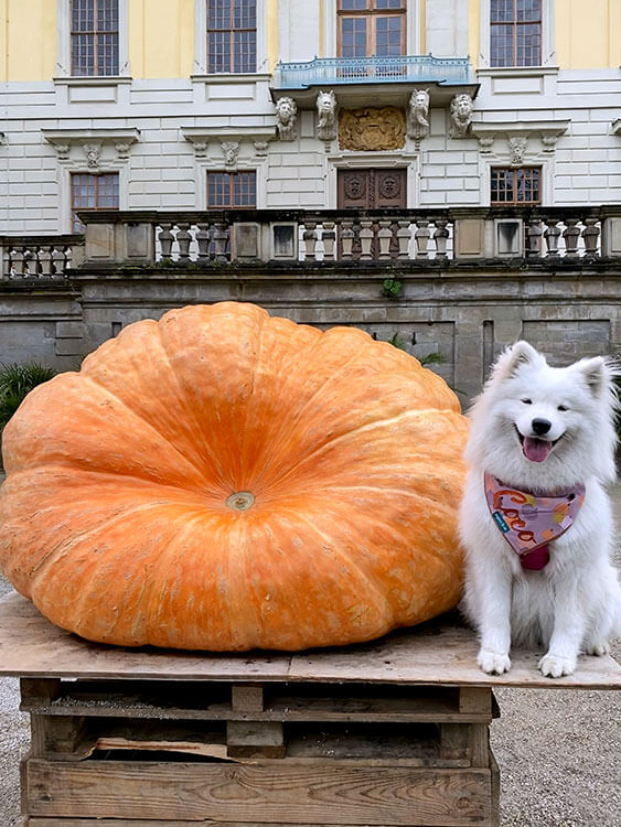 Coco the Traveling Samoyed poses next to a 2nd place winner in the largest German and European pumpkin contest