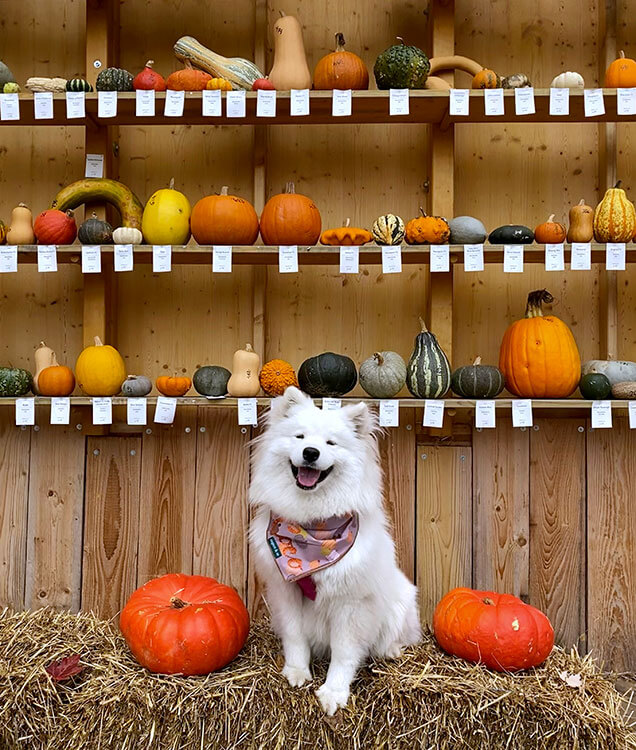Coco the Traveling Samoyed poses with a display of gourd varities at the Ludwigsburg Kürbisausstellung