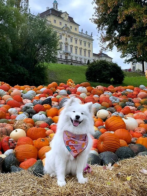 Coco the Traveling Samoyed poses in front of a massive display of pumpkins and gourds with the residential Schloss Ludwigsburg behind