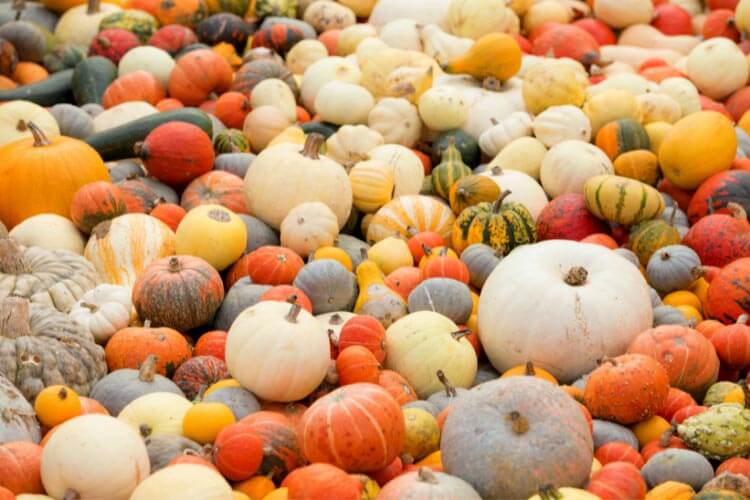 A close up of a huge pile of pumpkins and gourds at Ludwigsburg Kürbisausstellung