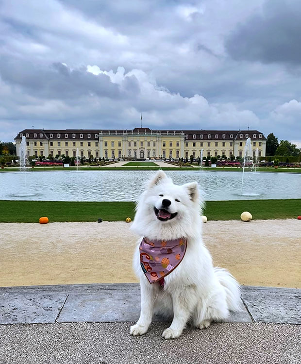 Coco the Traveling Samoyed poses in front of the fountain with the Ludwigsburg Palace behind