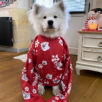 Coco the Traveling Samoyed poses in her Crown and Paw Pet Face Pattern Christmas Sweater