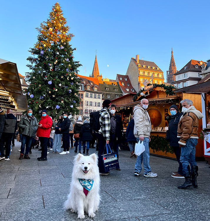 Coco poses in front of Strasbourg's famous Christmas tree