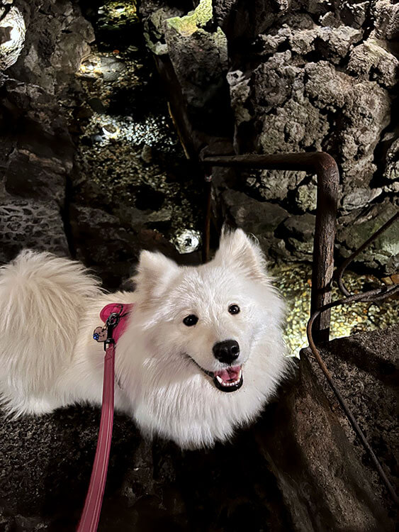 Coco the Traveling Samoyed in the underground lava cave in Catania