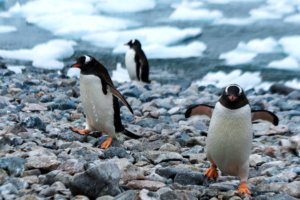 Penguins waddle on a stony beach in Antarctica