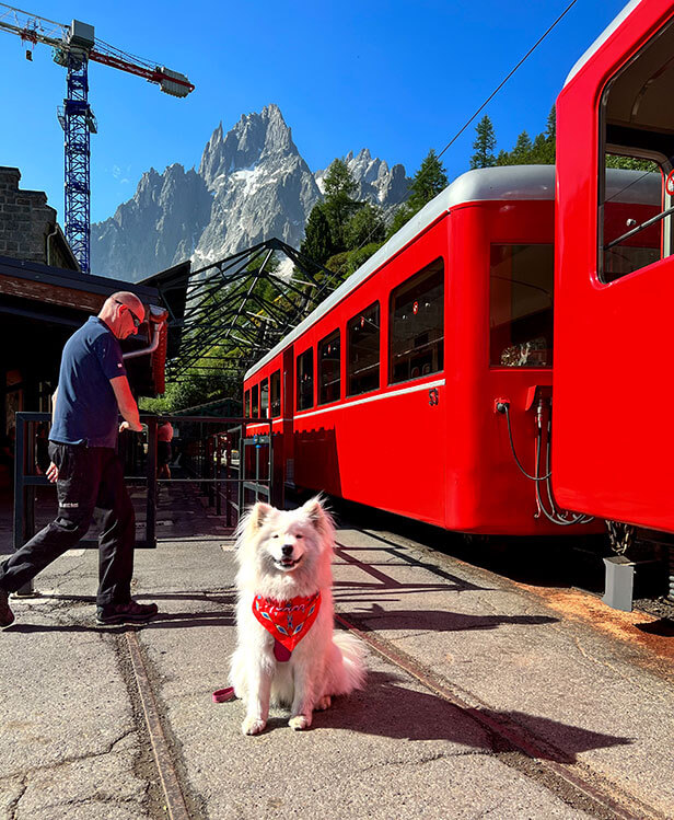 Coco the Traveling Samoyed poses outside the red Petit Train du Montenvers at the Montenvers top staiton
