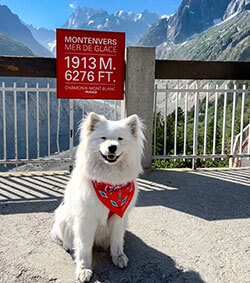 Coco the Traveling Samoyed sits in front of the Montenvers sign at 1913 meters on the viewing platform overlooking the Mer de Glace glacier