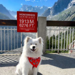 Coco the Traveling Samoyed sits in front of the Montenvers sign at 1913 meters on the viewing platform overlooking the Mer de Glace glacier