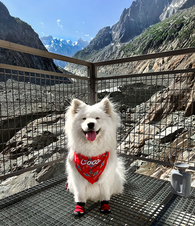 Coco the Traveling Samoyed wears dog booties on the metal grating at Mer de Glace