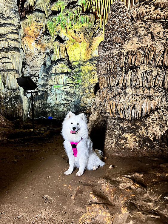 Coco the Traveling Samoyed poses in front of some cave formations in the Grotta Is Janas in Sadali, Sardinia