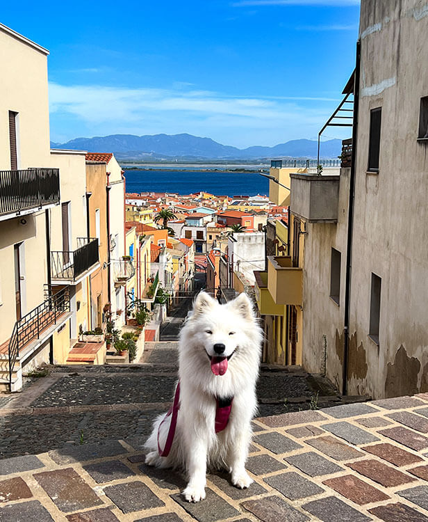 Coco sits at the top of a steep street with a view of the colorful houses and sea of Sant'Antioco, Sardinia
