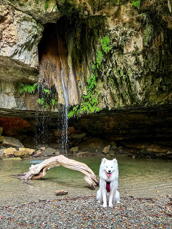 Coco the Traveling Samoyed sits in the small pool made from the Stampu de Su Turrunu waterfall in Sadali, Sardinia