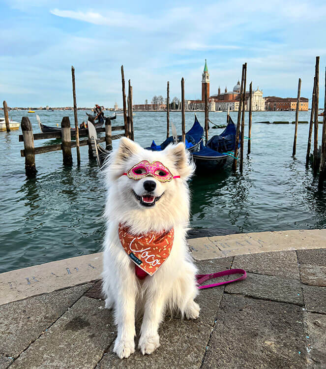 Coco wears a pink Venetian mask and sits in front of a gondola in the Venetian Lagoon in Venice, Italy