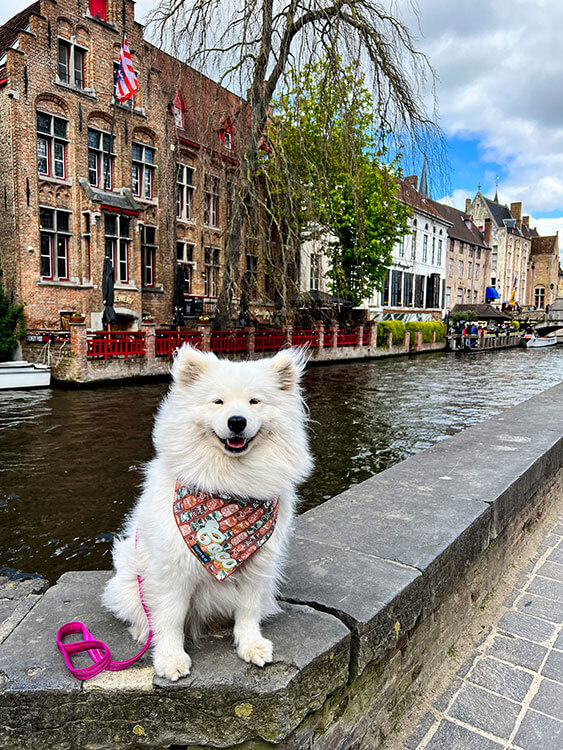 Coco sits across the canal from the picturesque canal side terrace of Brewery Bourgogne des Flanders in Bruges, Belgium