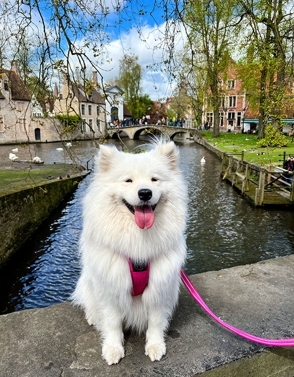 Coco sits with swans swimming on Minnewater Lake behind her and the smallest bridge of Bruges in the background