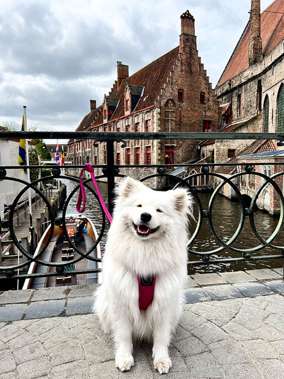 Coco sits on the  Mariabrug (Mary's Bridge) on Katelijnestraat with the Oud Sint Jan (Old St. John's Hospital) behind her in Bruges, Belgium 