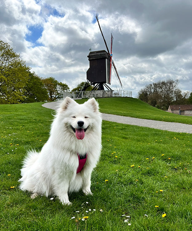 Coco sits in the grass below the Sint-Janshuismolen windmill in Bruges, Belgium