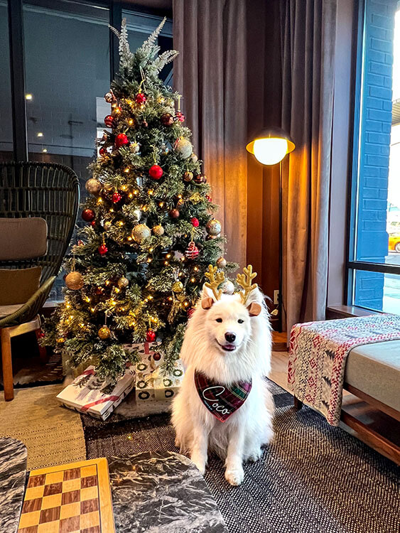 Coco sits in front of the Christmas tree in the lobby of Kimpton Saint George