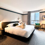 Coco lays on the king size bed in the room at the Kimpton Saint George Toronto