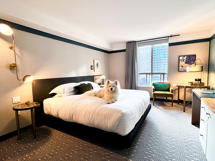 Coco lays on the king size bed in the room at the Kimpton Saint George Toronto