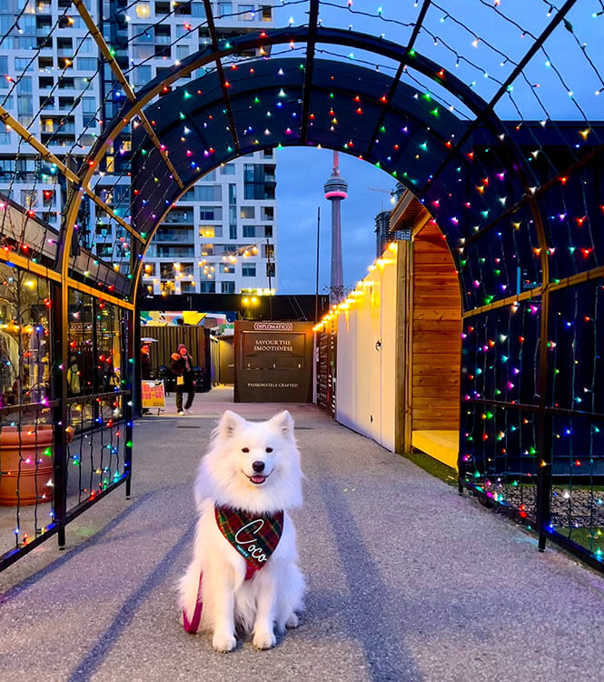 Coco sits inside a holiday light tunnel with a view of the light up CN Tower behind her at the Stackt Market Holiday Hills
