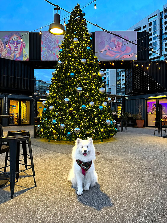 Coco poses in front of a gold and blue decorated Christmas tree at the Stackt Market in Toronto, Canada