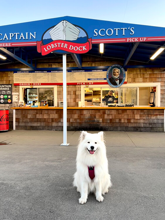 Coco sits in front of the order window at Captain Scott's Lobster Dock in New London, Connecticut
