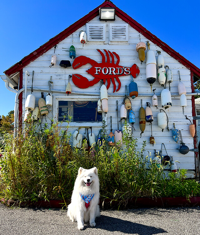 Coco sits in front of the original white lobster shack decorated with colorful buoys and the Ford's lobster shaped sign at Ford's Lobster in Noank, Connecticut