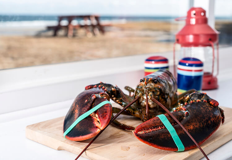 Live Maine lobster with beach and ocean in the background
