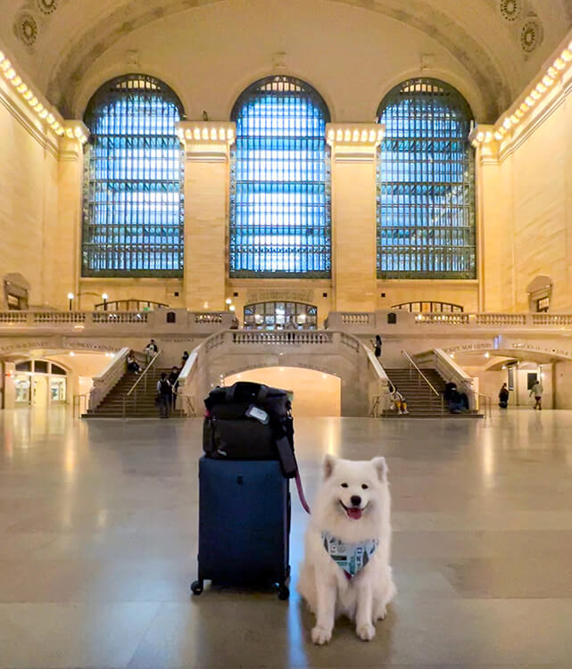 Coco sits at Grand Central Station in NYC with our checked bag and her dog travel bag we brought on K9 Jets