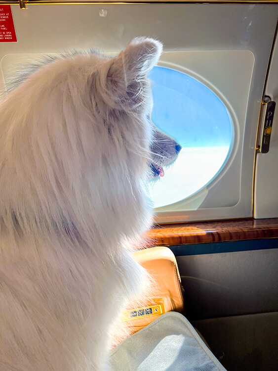 Coco sits on a seat looking out the airplane window as we fly over the Atlantic with K9 Jets
