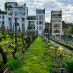 The Clos Montmartre from inside the vineyard looking down a row of vines toward the buildings surrounding the vineyard