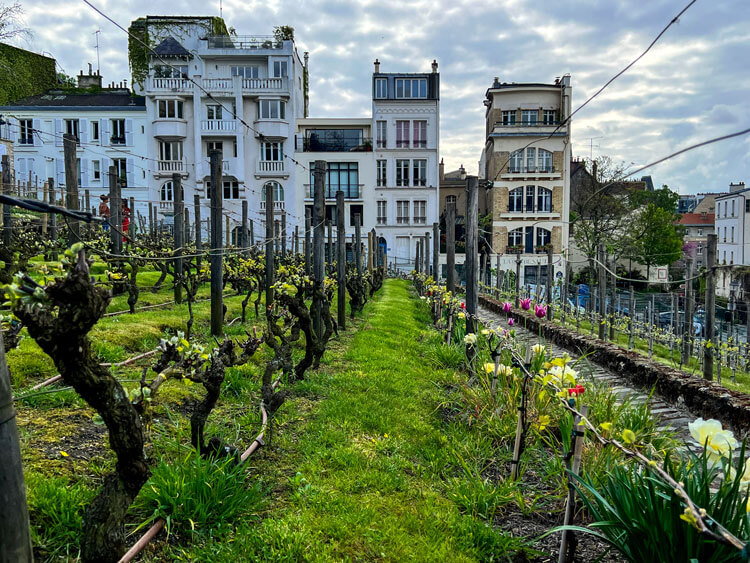 The Clos Montmartre from inside the vineyard looking down a row of vines toward the buildings surrounding the vineyard 