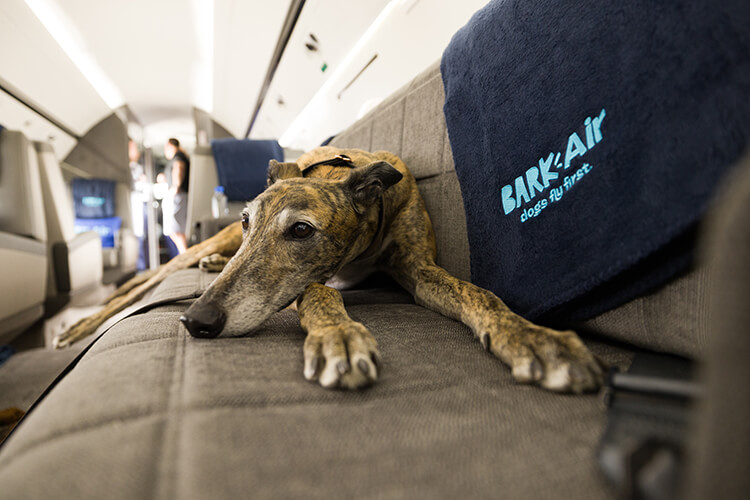 A dog lays down on the Gulfstream V jet couch on BARK Air