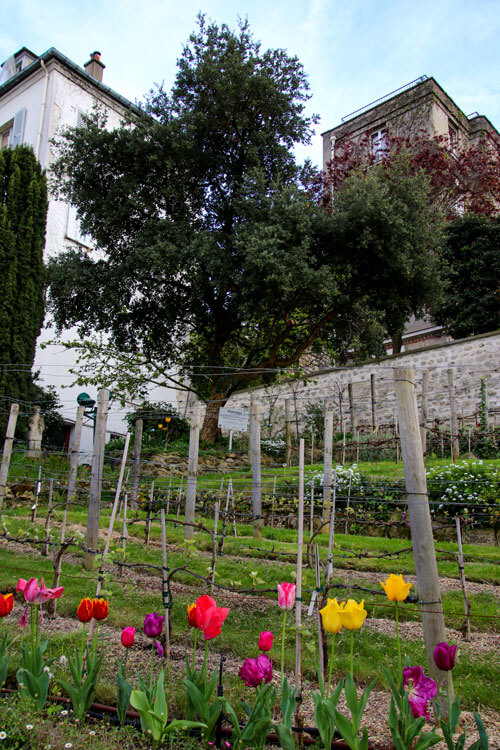 Clos Montmartre's cork tree grows in the upper corner of the vineyard
