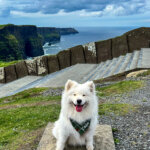 Coco sits with the Cliffs of Moher and Atlantic Ocean behind her