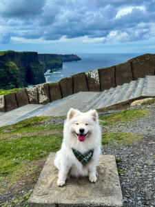 Coco sits with the Cliffs of Moher and Atlantic Ocean behind her