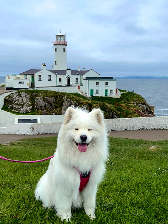 Coco sits with the complex of Fanad Head Lighthouse and the Atlantic Ocea behind her in Donegal, Ireland