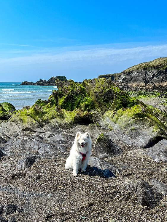 Coco sits among the rocks at Long Strand Beach in West Cork