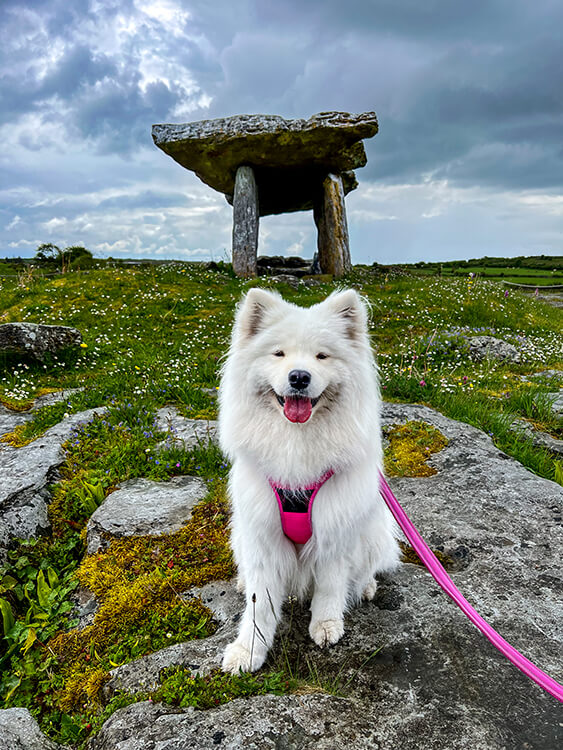 Coco sits on a rock in front of the Poulnabrone Dolmen, a megalithic tomb dating back to 5800 BC