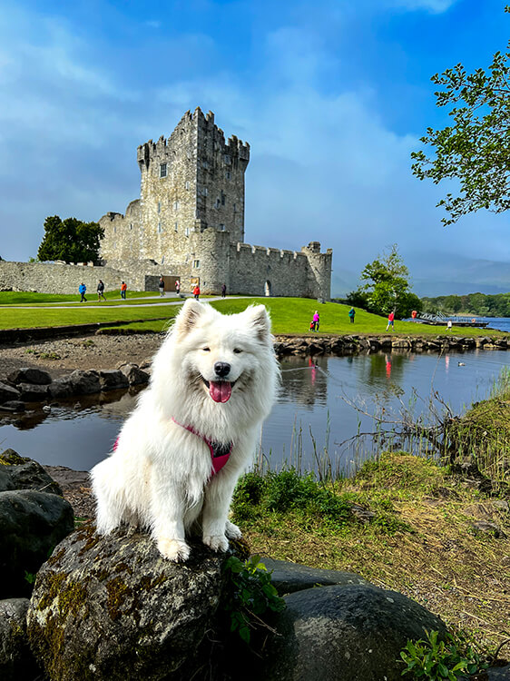 Coco sits on a rock with Ross Castle behind reflected in a mirror-like pond